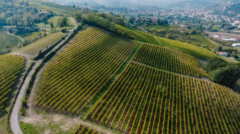 Dodici mesi, dodici calici: il vino italiano come bussola del gusto lungo tutto l'anno