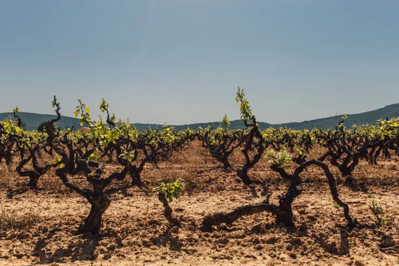 Il suolo che parla: come la terra italiana si esprime nel bicchiere