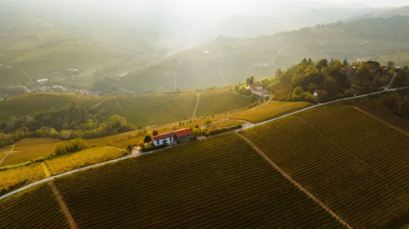 Vitigni dimenticati: il ritorno silenzioso dei custodi della terra italiana
