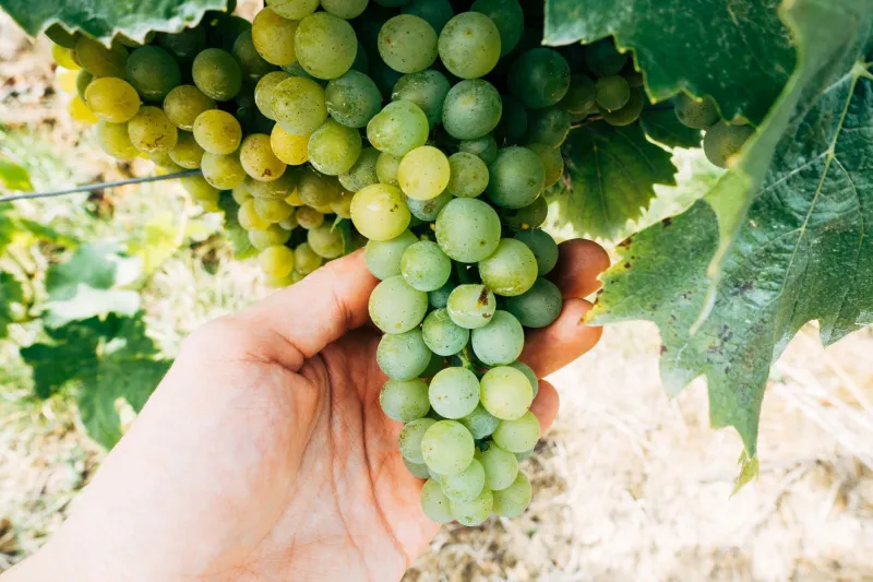 Dal filare al calice senza intermediari: la forza silenziosa della filiera corta nel vino artigianale italiano