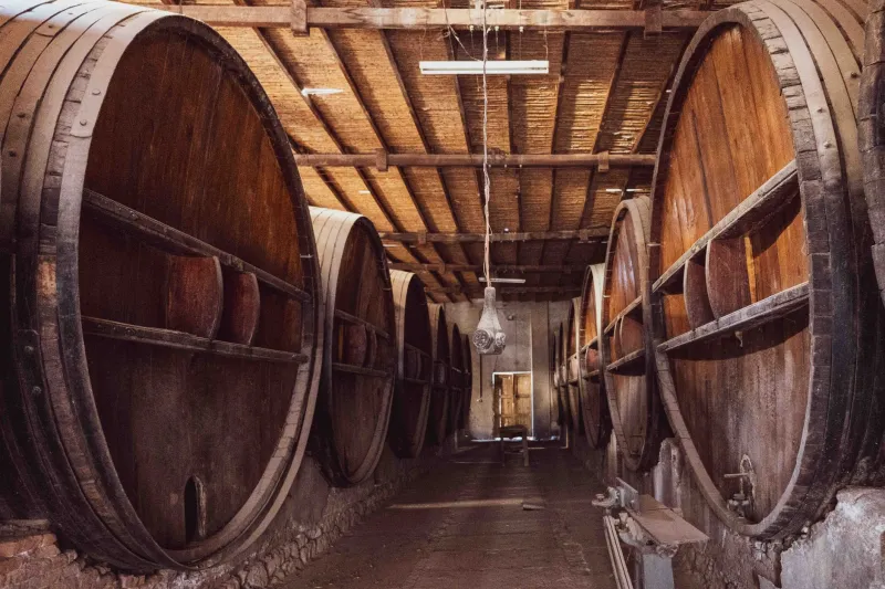 L'anima invisibile del vino: i lieviti autoctoni come custodi del territorio italiano