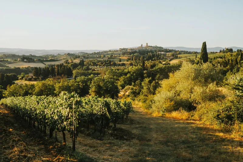 Sangiovese: il vitigno che cambia volto da Montalcino alla Romagna