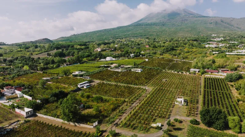 Vigne ai limiti del mondo: i terroir estremi che forgiano i grandi vini italiani