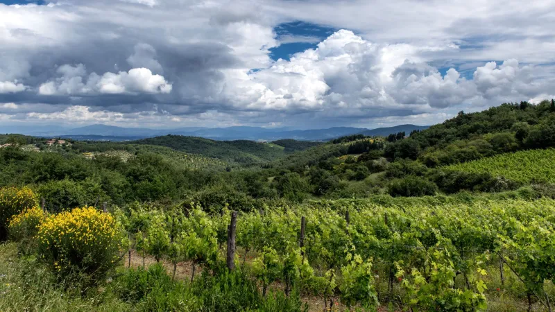 Vigne in movimento: come il nuovo clima sta ridisegnando i confini del vino italiano