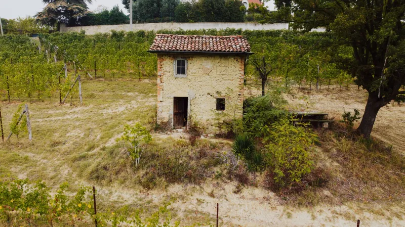 Vigneti ritrovati: i nuovi custodi dei terroir italiani dimenticati